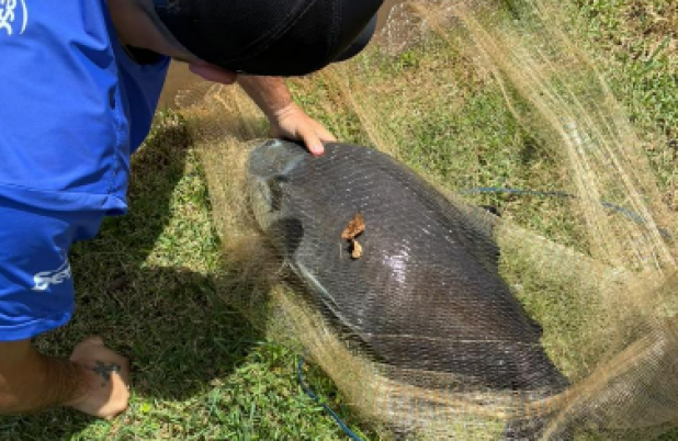Peixe gigante é resgatado após ser encontrado com linha presa ao corpo em lago