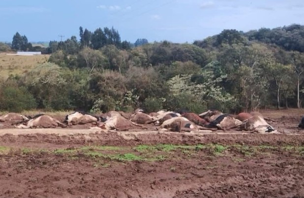 Cerca de 30 vacas morrem eletrocutadas após rompimento de cabo de alta tensão em propriedade rural
