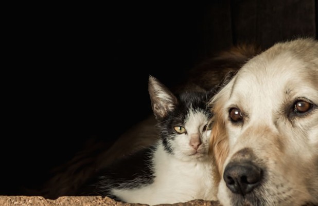 Câmara aprova suspensão da CNH para motorista que abandonar animais