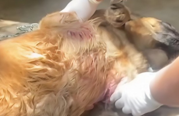 Cão é resgatado após sofrer maus-tratos e levado ao Canil Cris Muniz