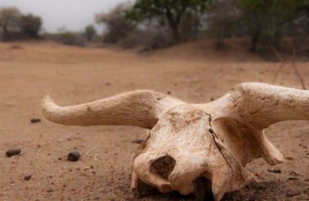 Touro é furtado e abatido em propriedade rural no interior do município