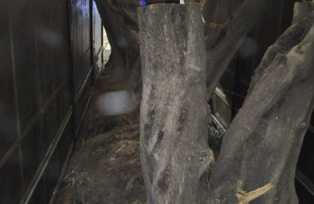 BPFRON apreende carreta com oliveiras argentinas avaliadas em mais de R$ 1 milhão