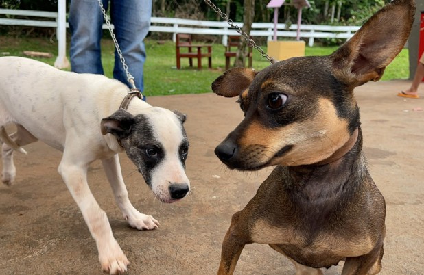 CastraPet Paraná promove ação de castração gratuita e reforça o bem-estar animal