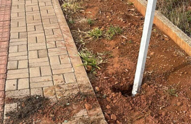 Muda de árvore é arrancada após ação ambiental nas comemorações de Dionísio Cerqueira