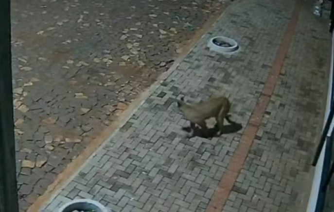 Onça-parda é flagrada por câmeras nos fundos de pizzaria e assusta moradores no Paraná