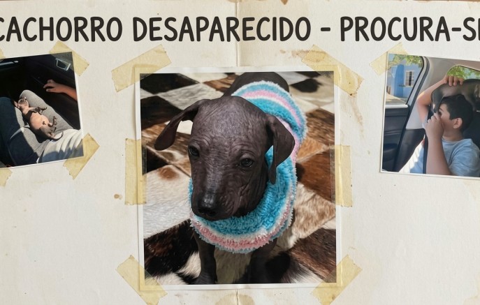 Cachorro da raça Pelado Mexicano, desaparece na comunidade Siqueira Bello, na Gruta de Santa Emília