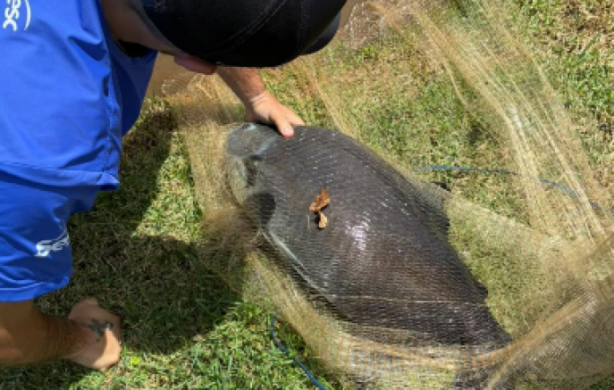 Peixe gigante é resgatado após ser encontrado com linha presa ao corpo em lago