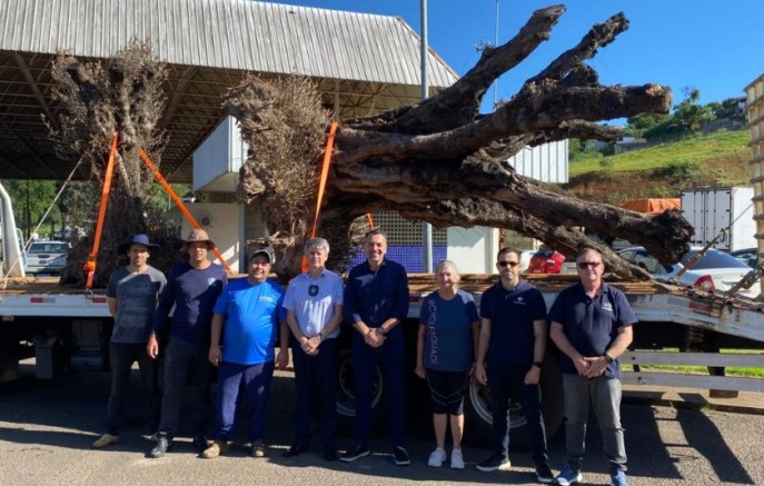 Município recebe duas oliveiras centenárias para ornamentação da Praça Dalilo Quintino Pereira