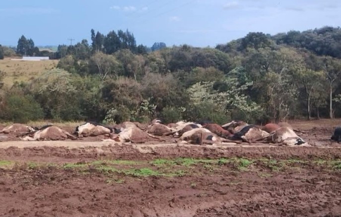 Cerca de 30 vacas morrem eletrocutadas após rompimento de cabo de alta tensão em propriedade rural