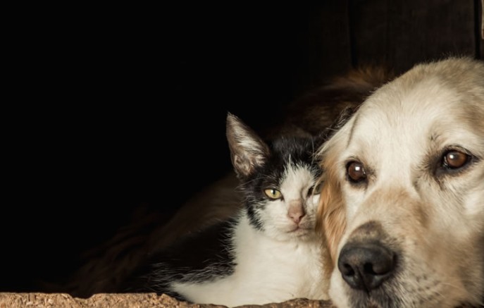Câmara aprova suspensão da CNH para motorista que abandonar animais
