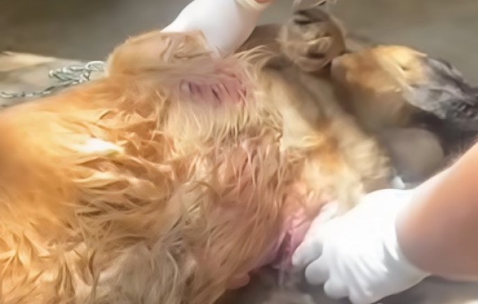 Cão é resgatado após sofrer maus-tratos e levado ao Canil Cris Muniz