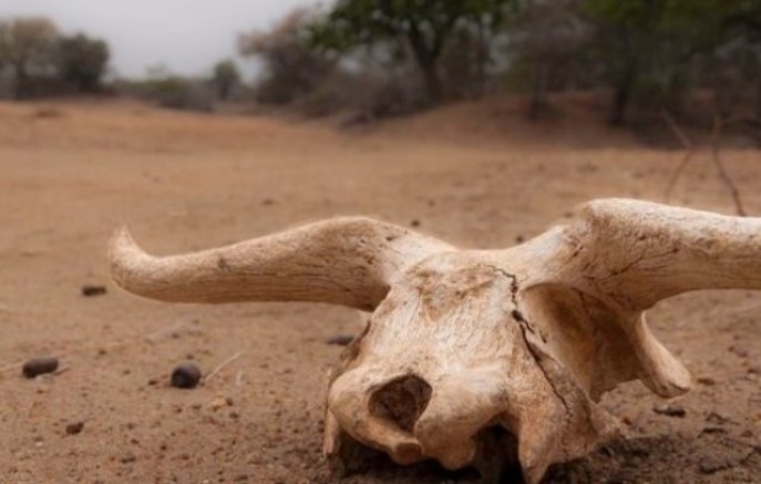 Touro é furtado e abatido em propriedade rural no interior do município