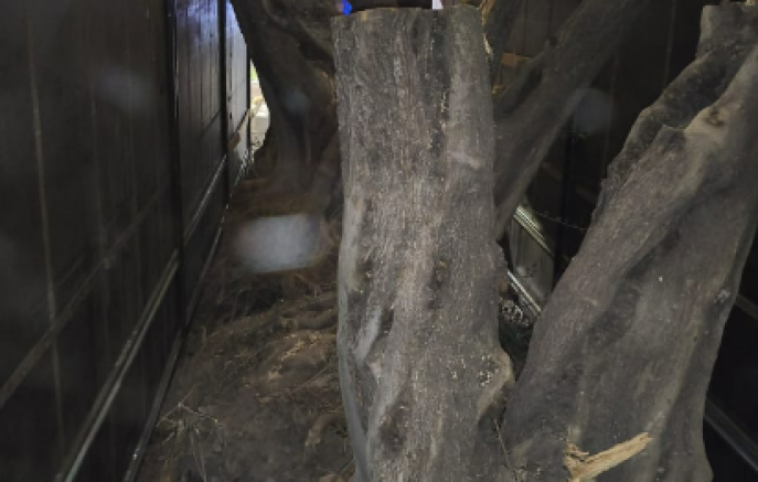 BPFRON apreende carreta com oliveiras argentinas avaliadas em mais de R$ 1 milhão