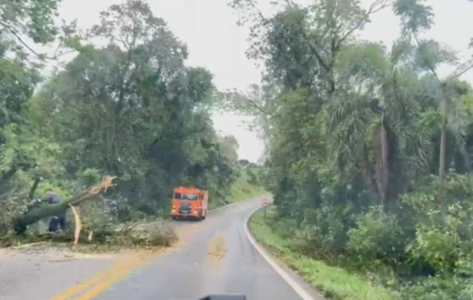 Temporal deixa árvores e galhos sobre a BR-163 entre Barracão e Santo Antônio do Sudoeste