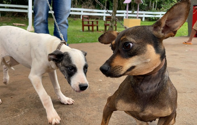 CastraPet Paraná promove ação de castração gratuita e reforça o bem-estar animal