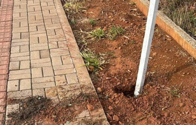 Muda de árvore é arrancada após ação ambiental nas comemorações de Dionísio Cerqueira