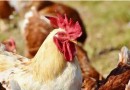 Homem é preso após jogar frango congelado no rosto da mãe