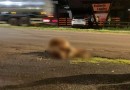 Boi atravessa rodovia e causa acidente com motocicleta