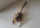 Escorpião é capturado em galpão de carga e descarga de caminhões