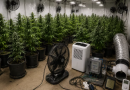 Polícia Civil encontra laboratório com 187 pés de maconha e furto de energia