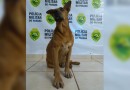Morre o “Pulicia José”, o cachorro caramelo que virou mascote da 3ª Cia da PM e que tinha até perfil no Face e Insta