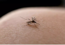 Seu filho pegou dengue? Atenção aos cuidados com as crianças