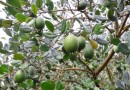 “Fruta do futuro” ganha mercado e maior produção ocorre em SC