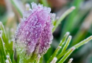 Geada cobre a Serra e manhã registra mínimas próximas de 0°C