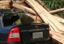Jovem morre após ser atingido por carga de toras de madeira