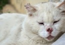 Mais de 400 gatos são encontrados em situação insalubre dentro de apartamento