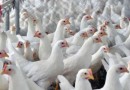 Mais quatro países retiraram restrições ao frango do Brasil