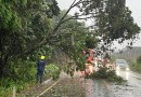 Chuva com ventos fortes derruba árvores e mobiliza Bombeiros