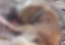 Delegado detalha prisão de mulher suspeita de matar cão Beethoven a machadadas; Ela nega