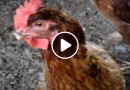 Rifa da fazendinha arrecada R$ 10 mil após vídeo de vereadores viralizar na internet