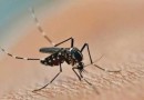 Brasil passa de 4 milhões de casos de dengue; mortes chegam a 1.937