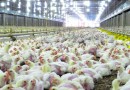 Japão suspende compras de carne de frango de Santa Catarina