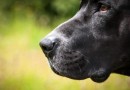 Tutor de pitbull é preso após cão atacar criança e idoso