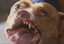 Denúncias de maus-tratos contra animais quase triplicam no Paraná em pouco mais de um ano, diz polícia