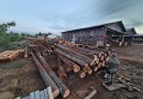 PMA apreende madeira ameaçada de extinção