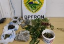 BPFRON apreende maconha em planta, mudas e pronta para venda