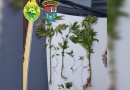 Canteiro de maconha é localizado em área de mata pela Polícia Militar