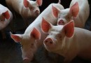 SC é responsável por mais de 50% da carne suína exportada pelo Brasil no início de 2024