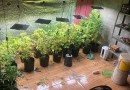 Polícia Militar descobre estufa com mais de 40 pés de maconha