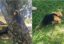 PRF salva de atropelamento filhote de tamanduá-mirim na BR-282 entre SMOeste e Paraíso