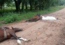 Homem e cavalos são encontrados mortos após suspeita de descarga elétrica no RS