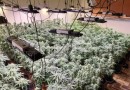 Moradores sentem cheiro, denunciam e Polícia Militar encontra estufas de maconha no Paraná