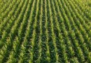 Agropecuária brasileira deve faturar R$ 1,4 trilhão em 2026
