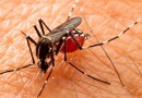 SC ultrapassa 80 mil casos de dengue em 2023; número de mortes chega a 84