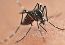 Dengue: Brasil ultrapassa meio milhão de casos prováveis este ano