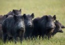 Deputados querem discutir avanço de javalis e impactos na agricultura catarinense